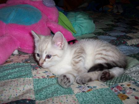~~ *** mon chat *** ~~